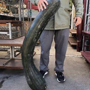Semilla de Calabaza Lunga di Napole