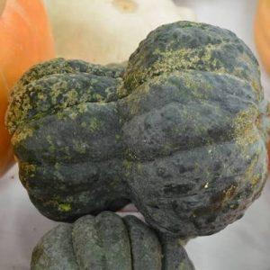Semilla de Calabaza Shishigatani